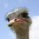   O 